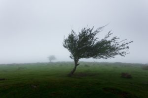 windy weather blows a tree in a field
