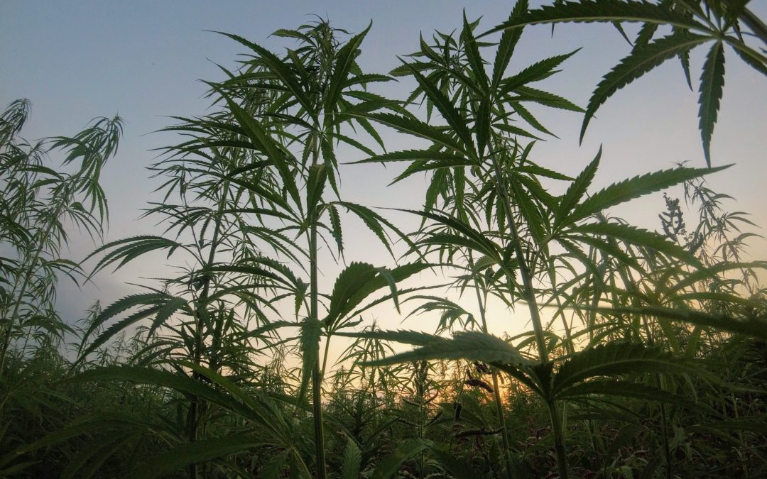 Wild cannabis growing in a field
