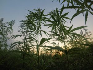 Wild cannabis growing in a field