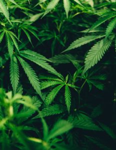 Cannabis growing in a field 