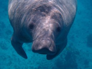 manatee in the water